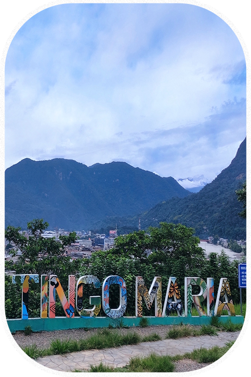 tingo-maria